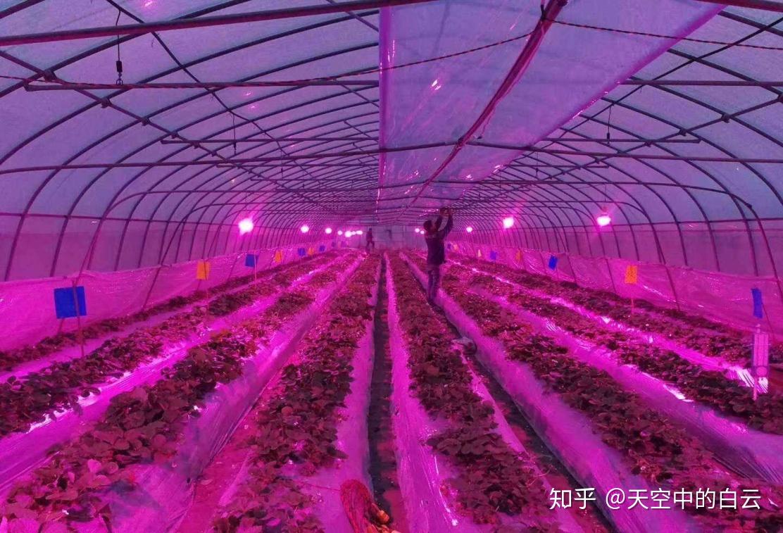 温室种植草莓如何选择补光灯