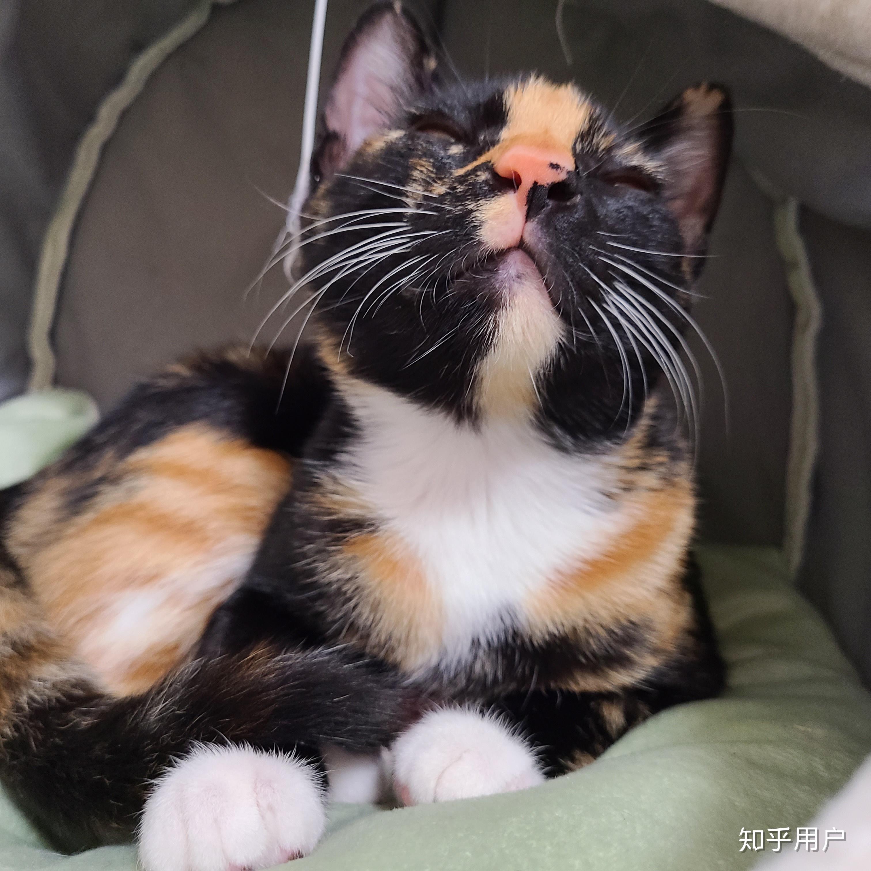 奶牛猫和橘猫会生个什么样儿小喵? - 知乎