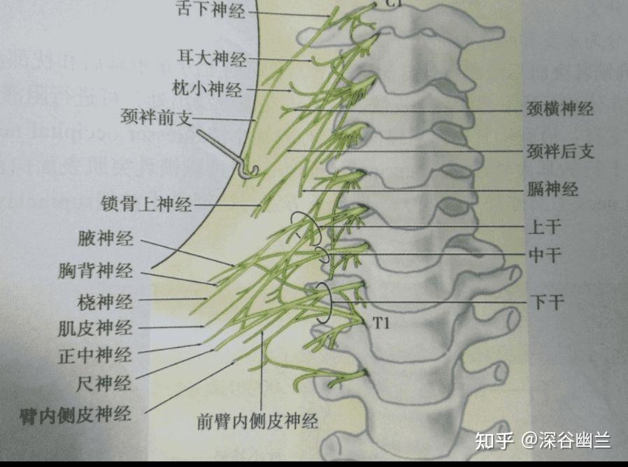 颈丛神经、肌肉与运动 - 知乎