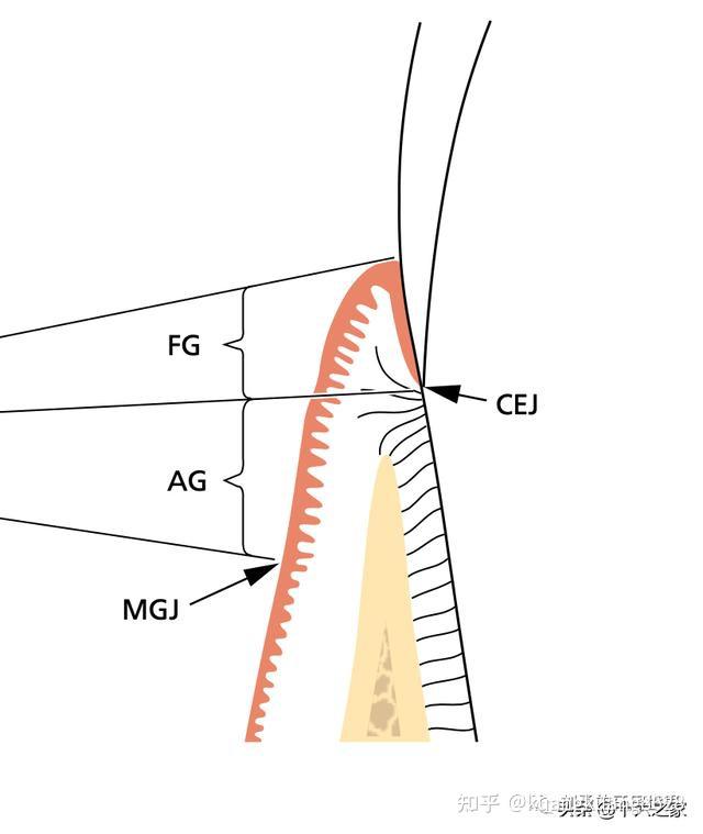 膜龈联合位置图图片