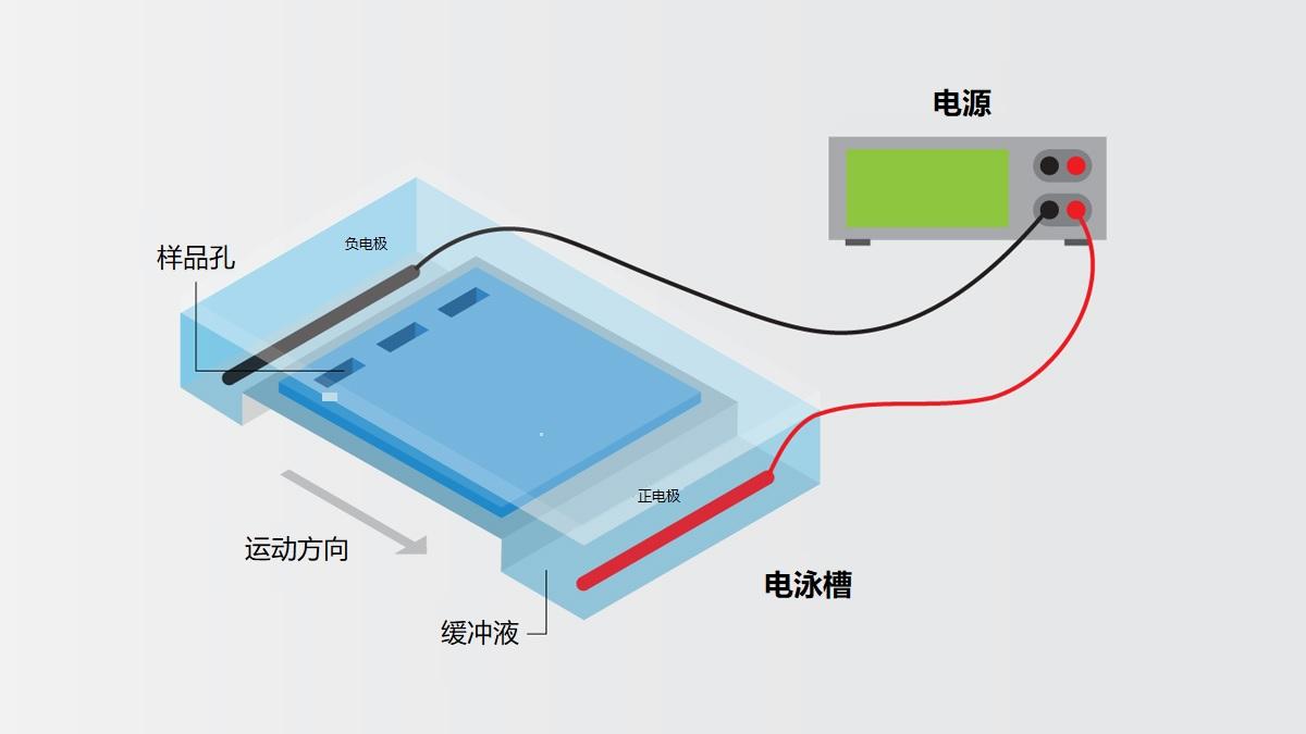 技术详解dna琼脂糖凝胶电泳