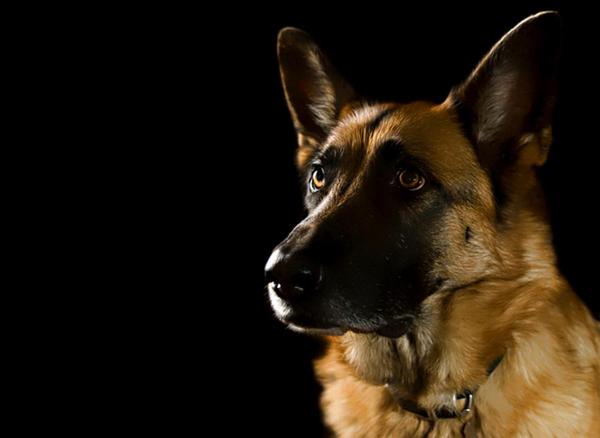 黑面天使 German Shepherd Dog 知乎