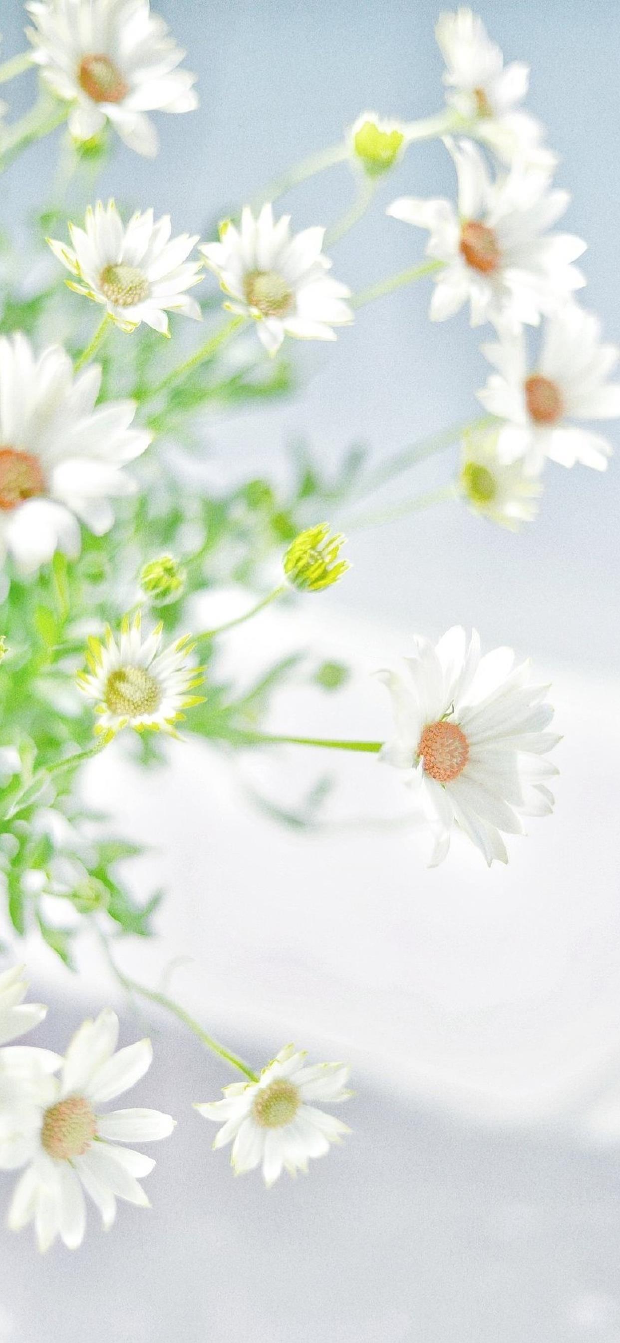 有没有小雏菊壁纸呀? - 知乎