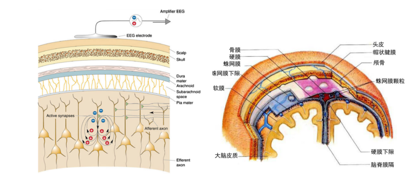 脑电硬件丨人类如何观测大脑脑成像技术概览上