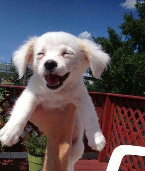 狗子们啥把你乐成这样看你笑得一脸蠢萌