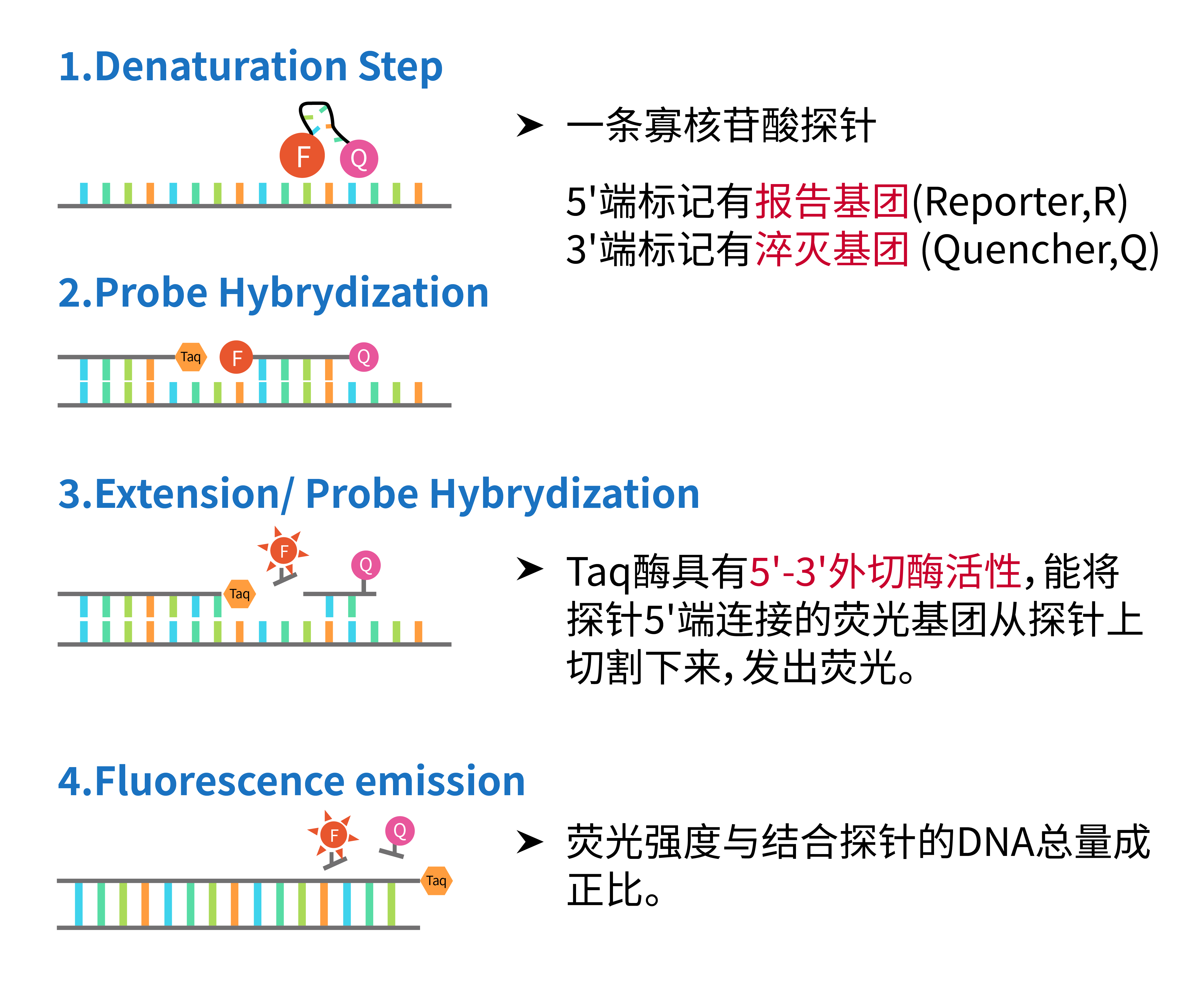 荧光定量PCR(qPCR)从入门到精通-入门篇 - 知乎