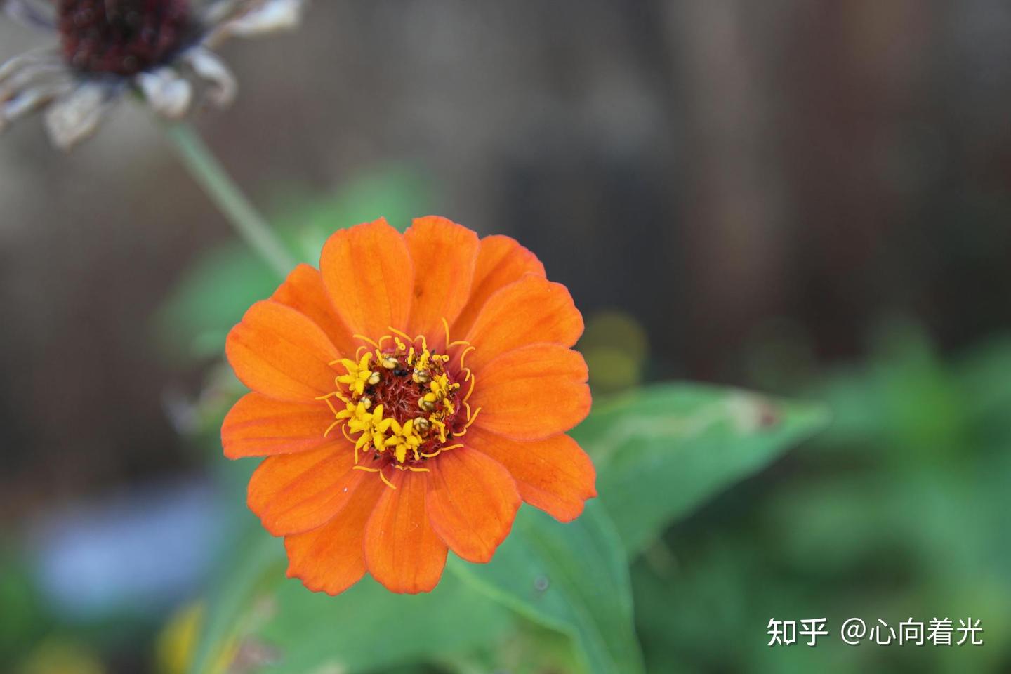 父亲如碑怀念我逝去的老父亲——张永远 - 知乎