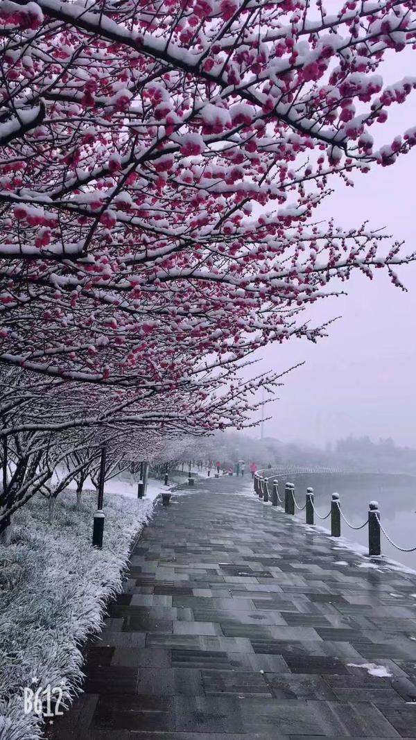 南方美丽的雪景配着漂亮的梅花