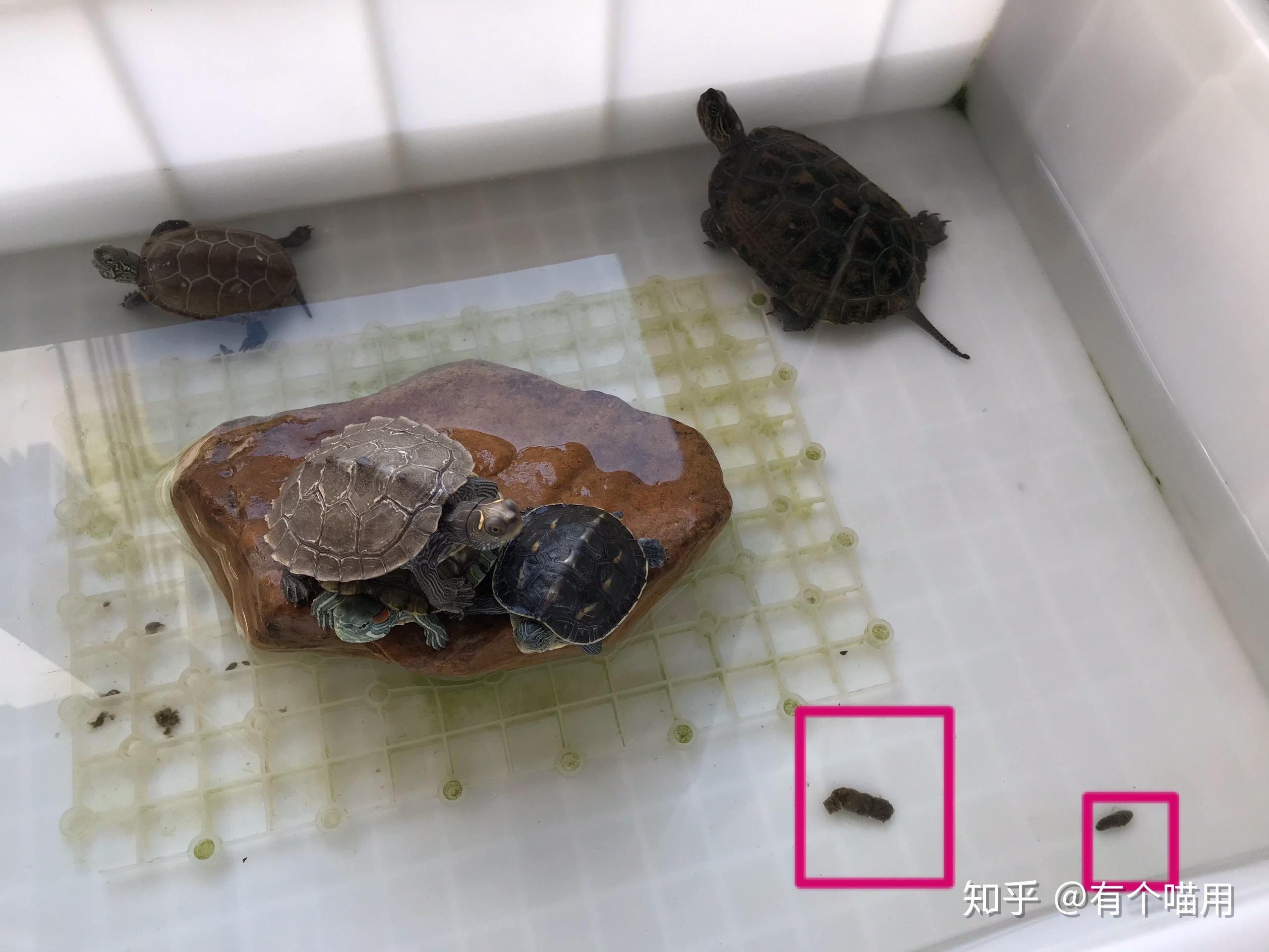 巴西彩龟粪便图片