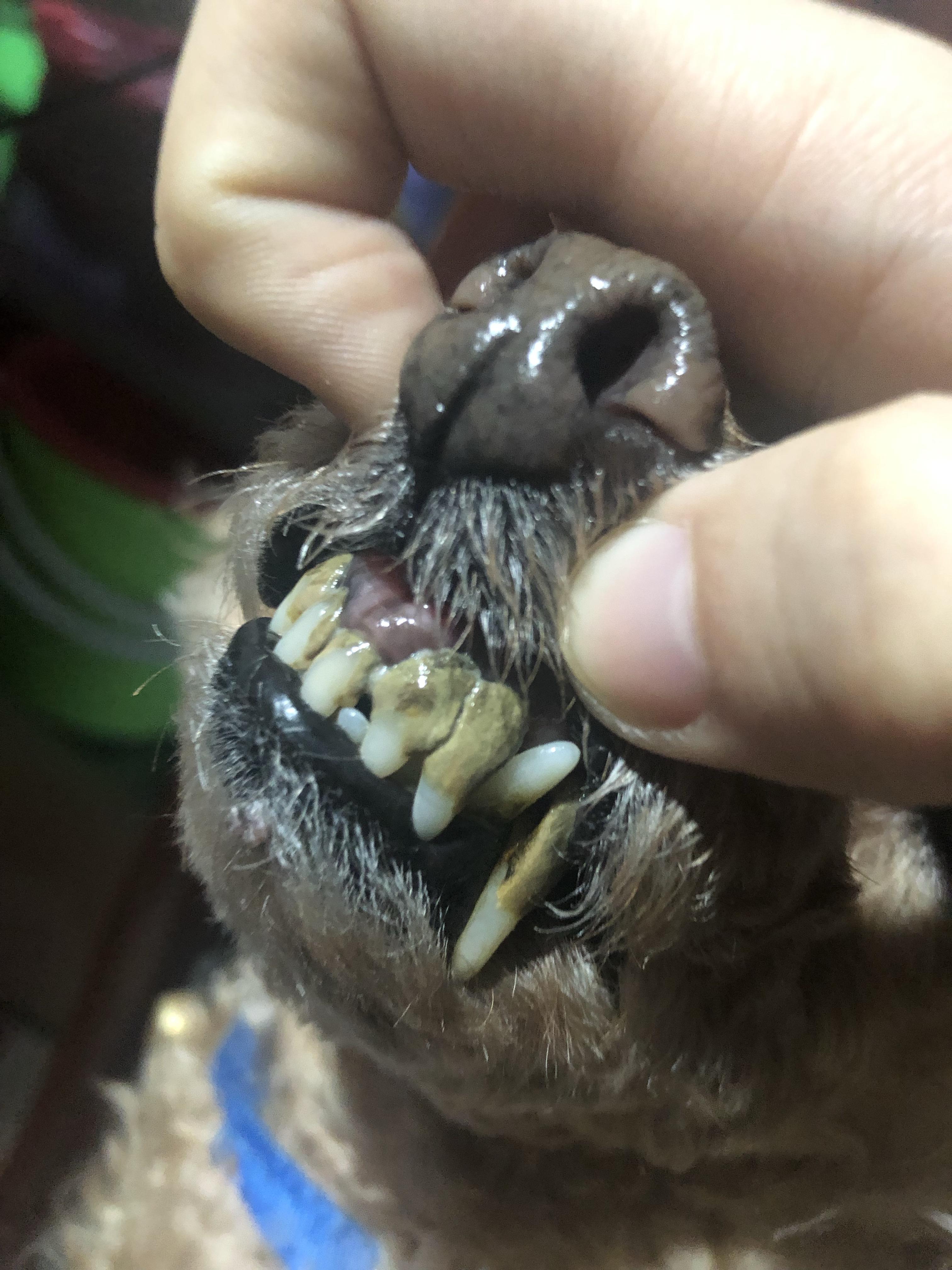 我家泰迪13岁口腔问题很严重牙掉了很多剩下牙齿也有松动牙结石很严重