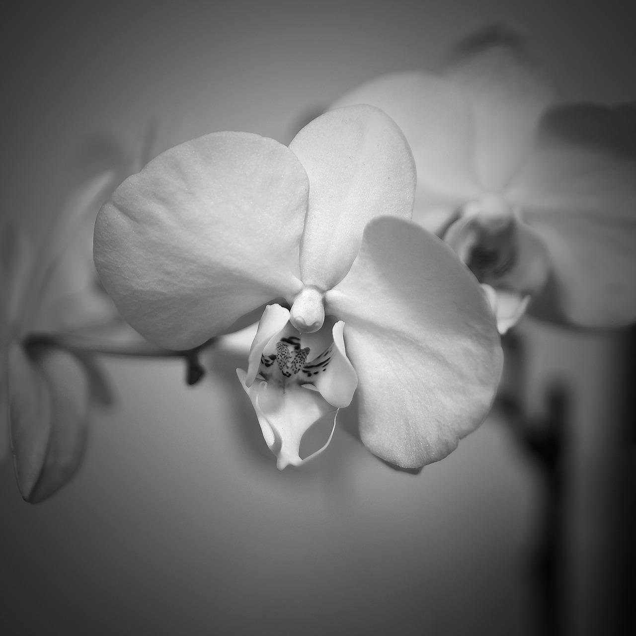 3. 单色屏成本分析