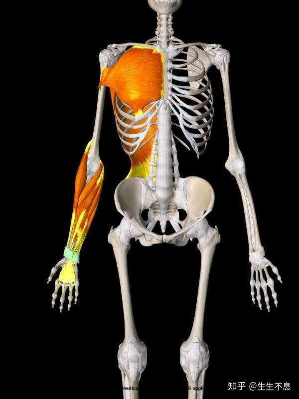美女一路好走  =《深入浅出筋膜学》=> 手臂线理论篇(i) - 知乎