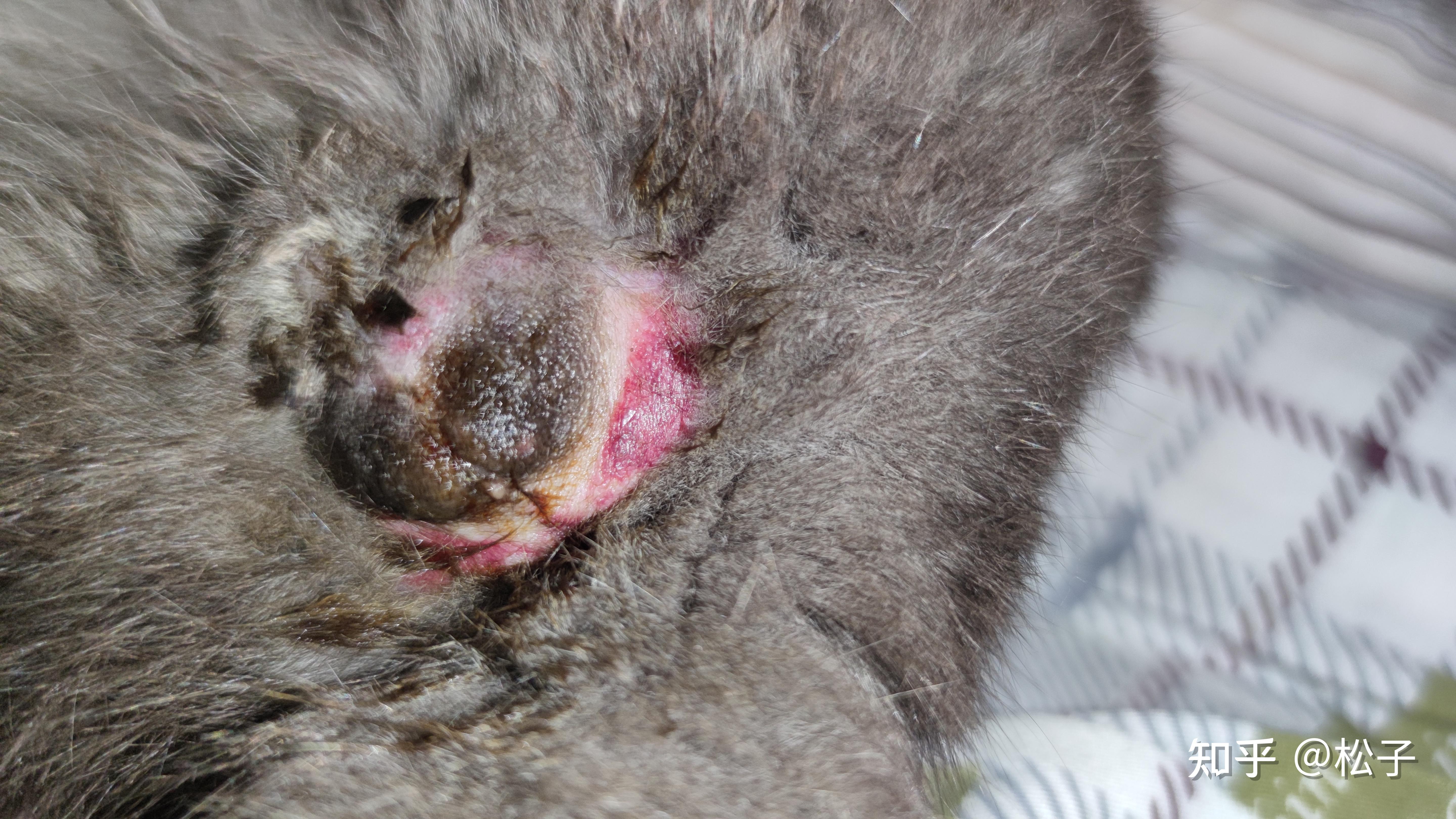 公猫绝育后伤口什么样算愈合? - 知乎