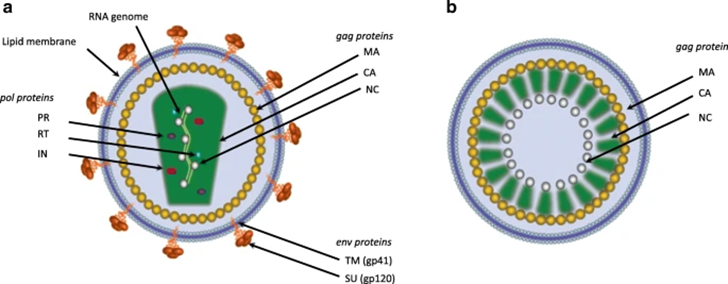 纯化必看｜一文读懂HIV-VLP（附纯化工艺） - 知乎