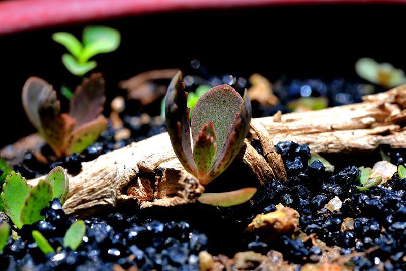 v2-4650a699337cd1f671a4a903de8e5dfa_1440w.jpg?source=172ae18b