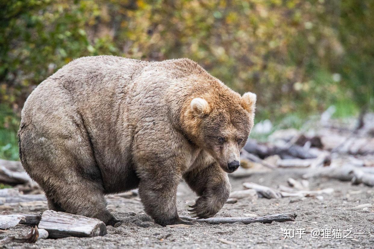 多吃多健康！2022胖熊週 600公斤重量級公熊奪冠 - 動物友善網