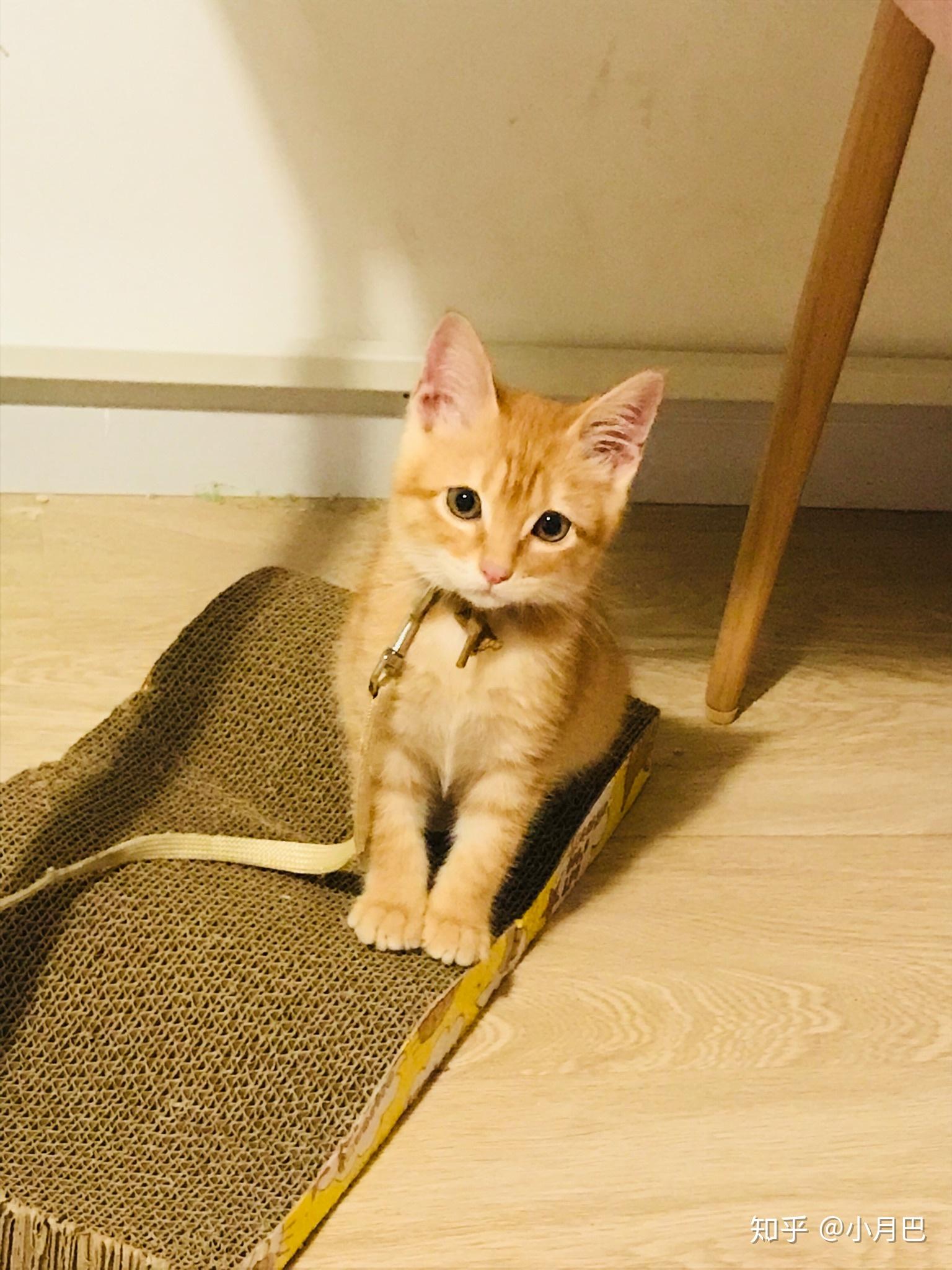 猫咪尴尬期有多尴尬