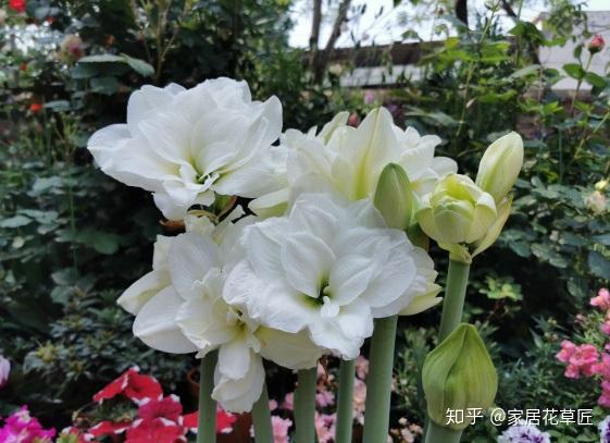 购买藏红花种球_藏红花种植种_四川种藏红花