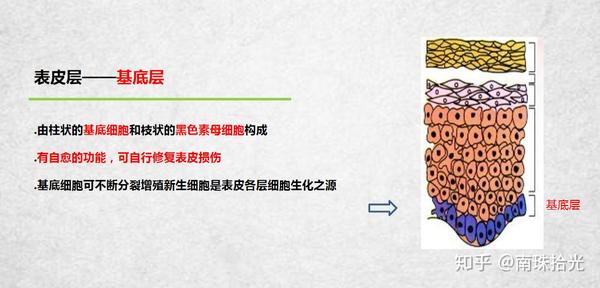 皮肤表皮层分为哪几层？我们怎样才能更好地保养肌肤？ - 知乎