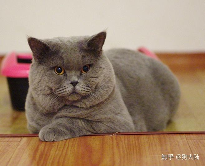 【英短猫】英短猫首当其冲,花色超多,有银渐层,银点,蓝猫,蓝白,蓝金