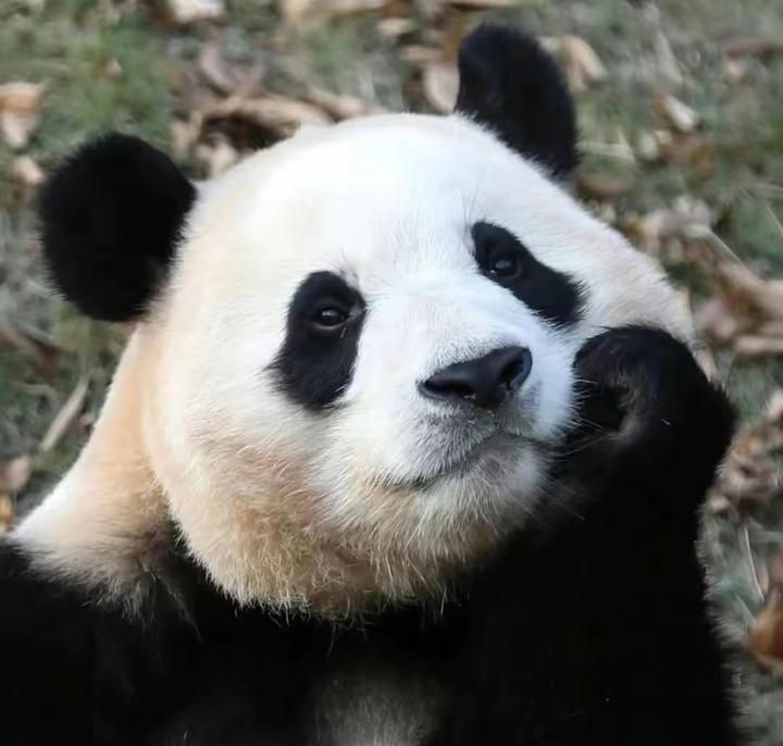 在韩国的熊猫"福宝"有多可爱?