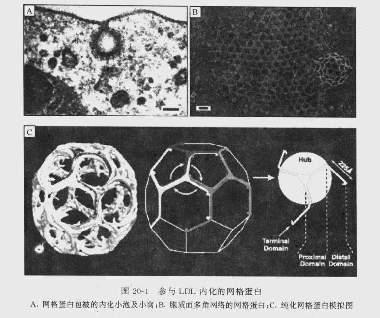 内毒素在细胞内的解毒和清除中的内化阐述 - 知乎