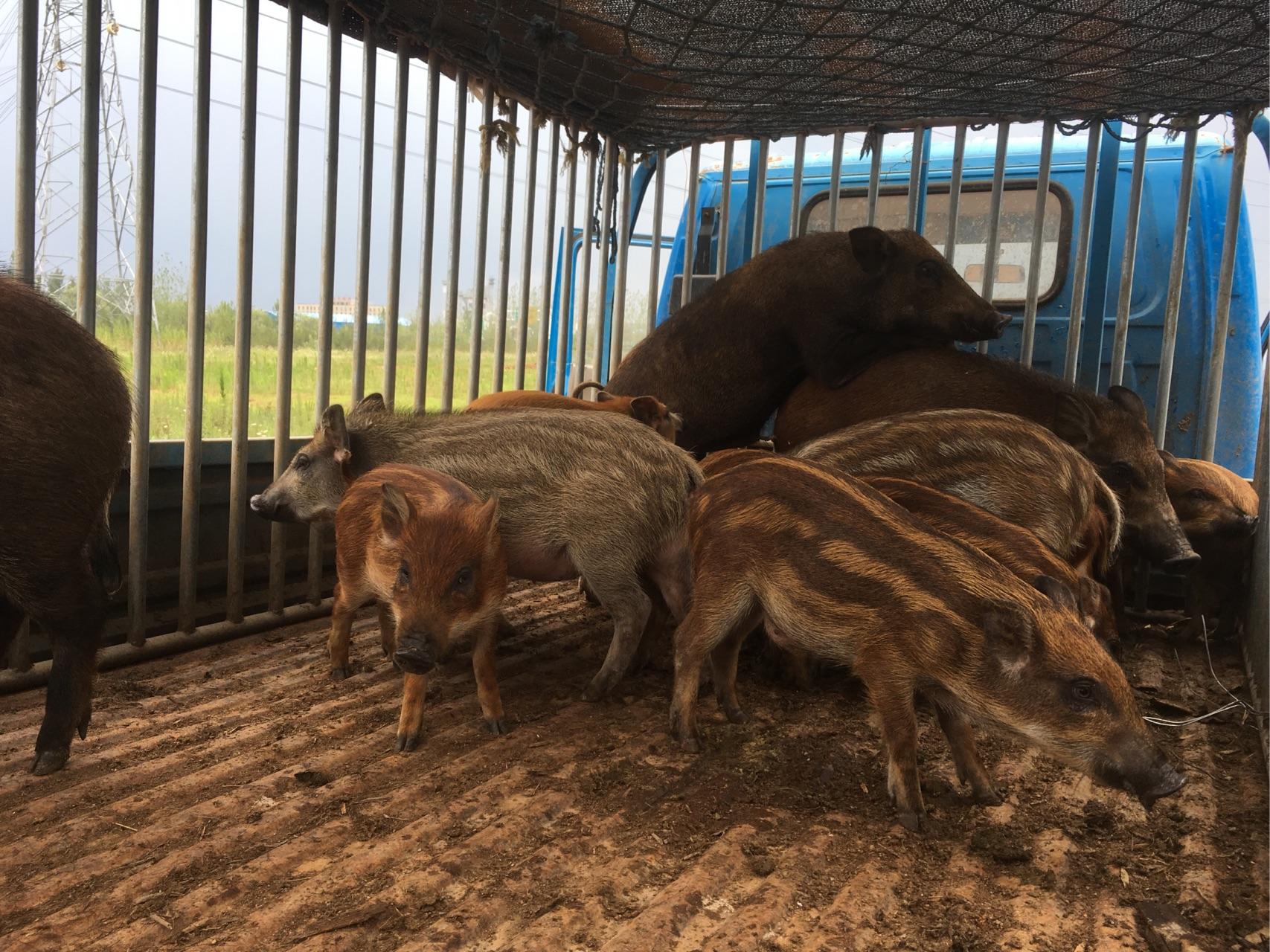 我的特种野猪养殖之路