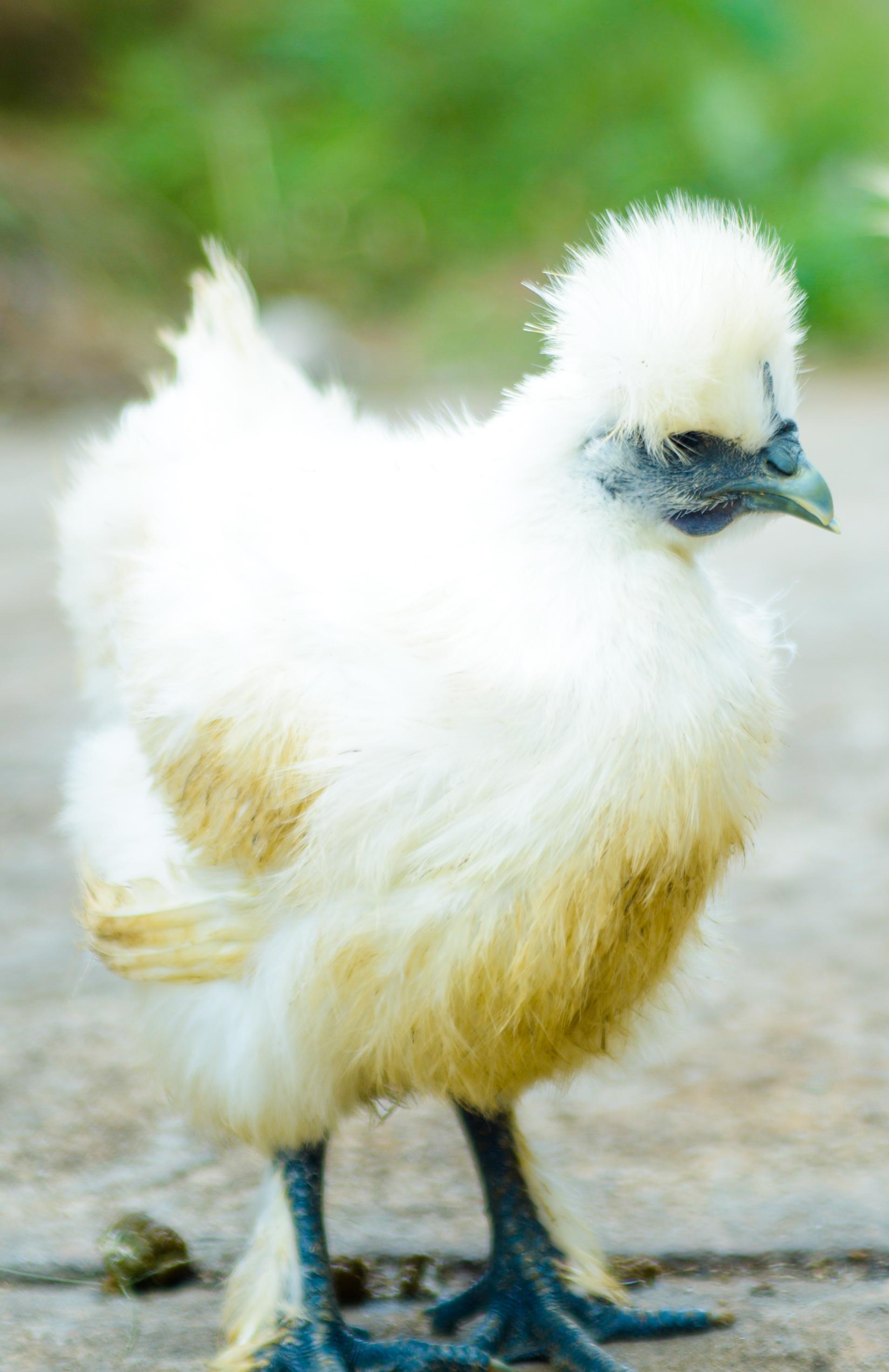 美寄泰和乌鸡的药用价值麦果公司