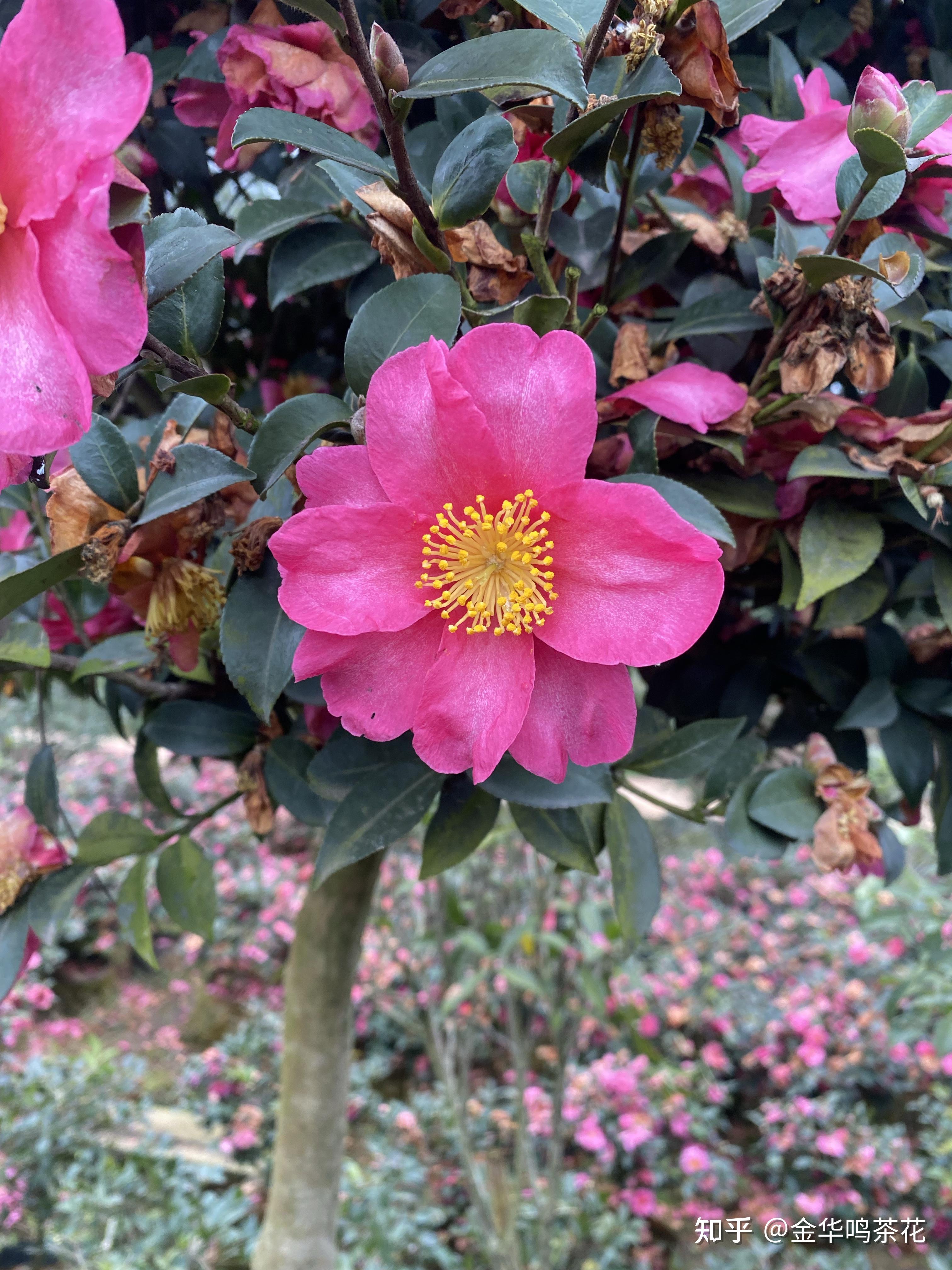 茶梅立寒开花了 - 知乎