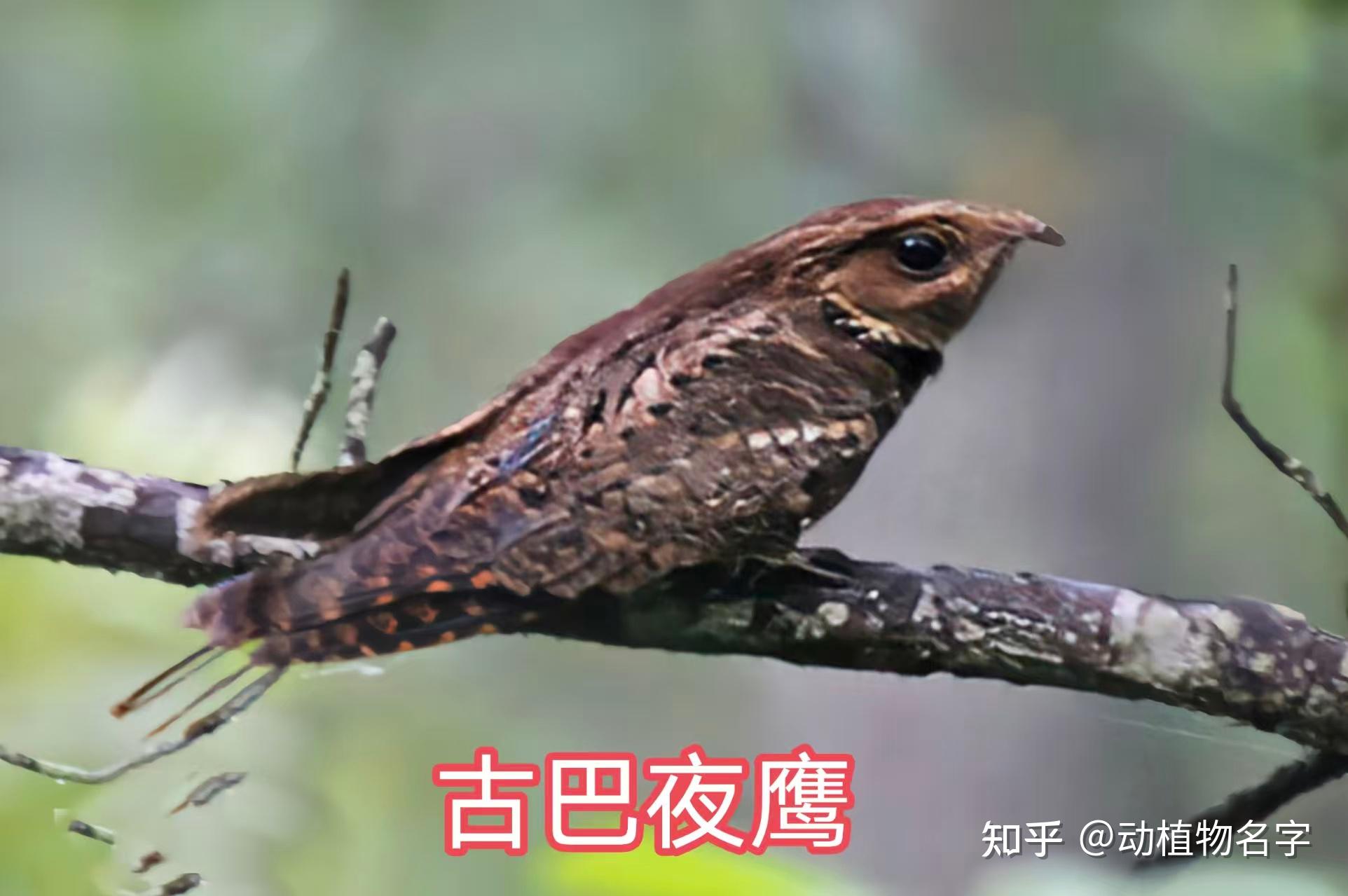 89图带你走进夜鹰目鸟类的世界 - 知乎