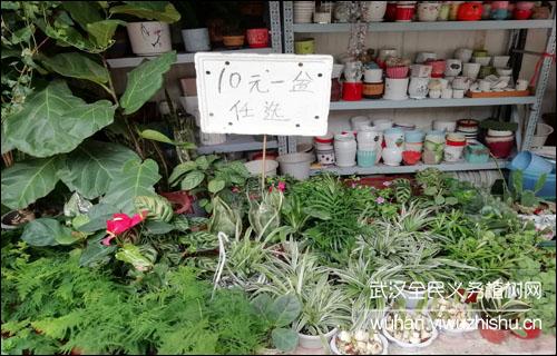 武汉花鸟市场