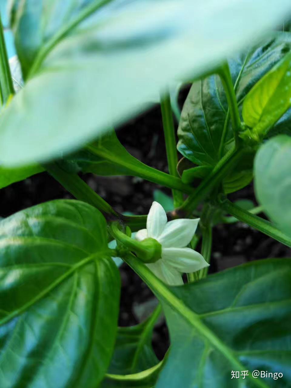 桌面森林甜椒盆栽