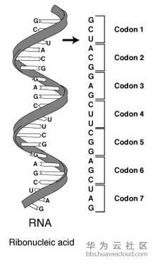 什么是生物特性 v2-4688cf6fd3db5075f9182eaec87c2dc8_b.jpg