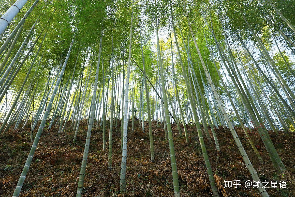 竹海,拍摄电影而带火,卧虎藏龙 - 知乎