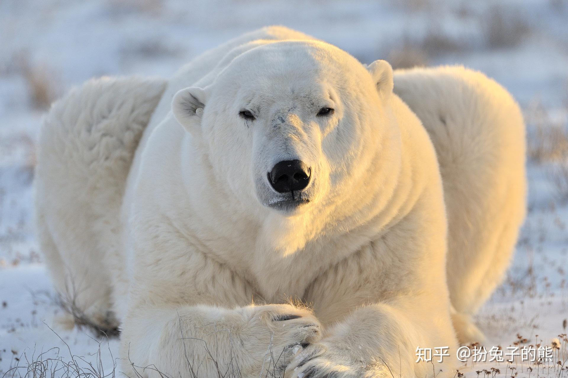 北极圈创纪录32度高温，那些在北极的北极熊现在怎么样了？_海豹