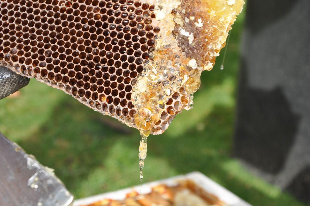 蜜蜂蜂窝图片素材-编号14322674-图行天下