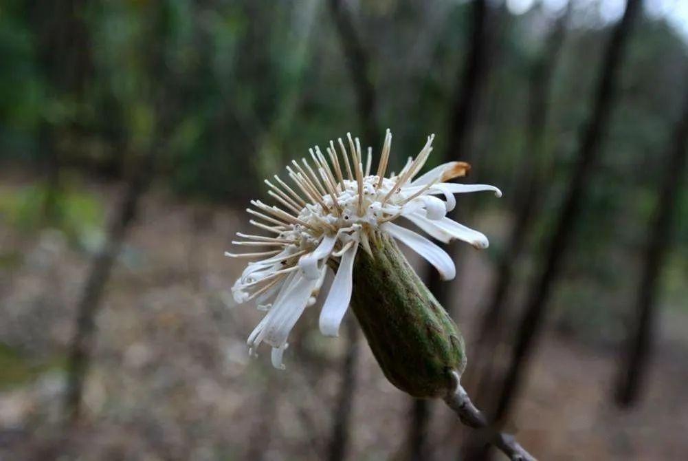 管狀花亞科—帚菊木族