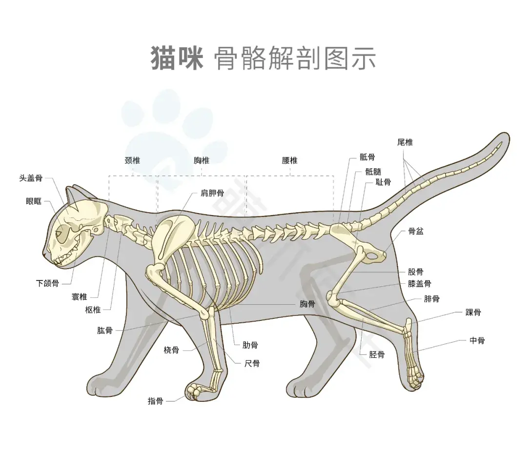 貓貓骨折手術康復全紀錄