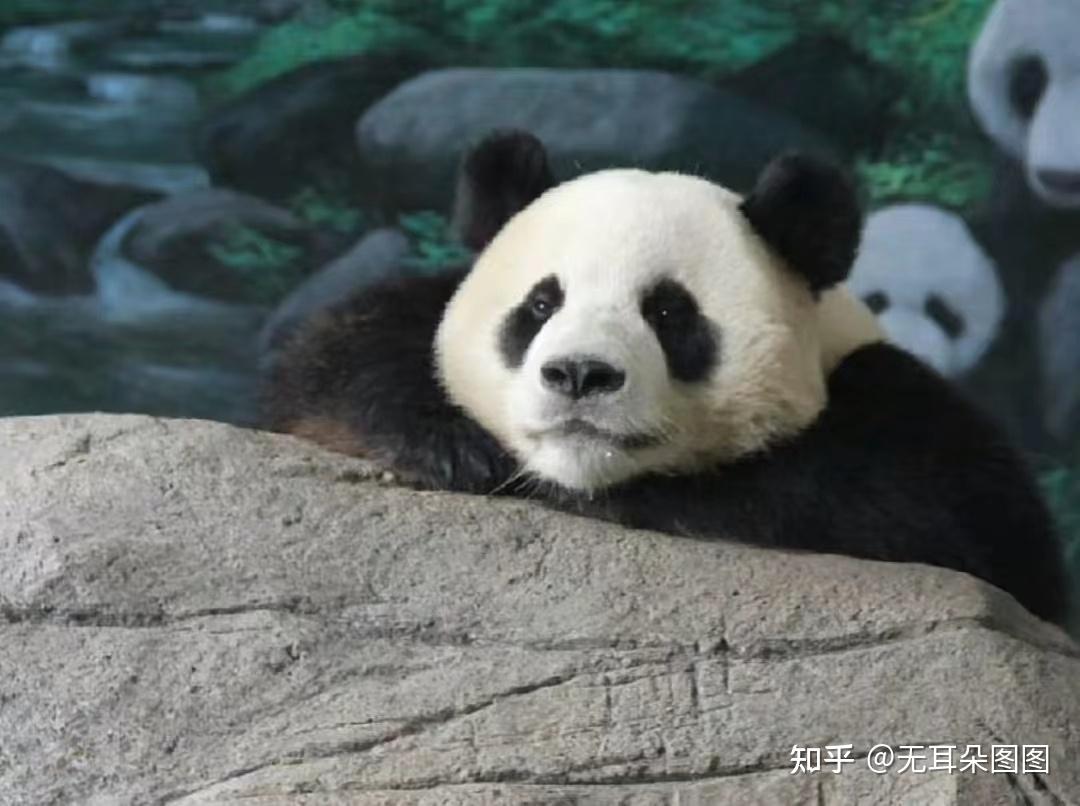 直击大熊猫福宝3岁生日派对 在韩国大熊猫福宝什么时候回国？_梨抖网