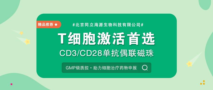 T细胞激活首选 Cd3 Cd28单抗偶联磁珠 知乎