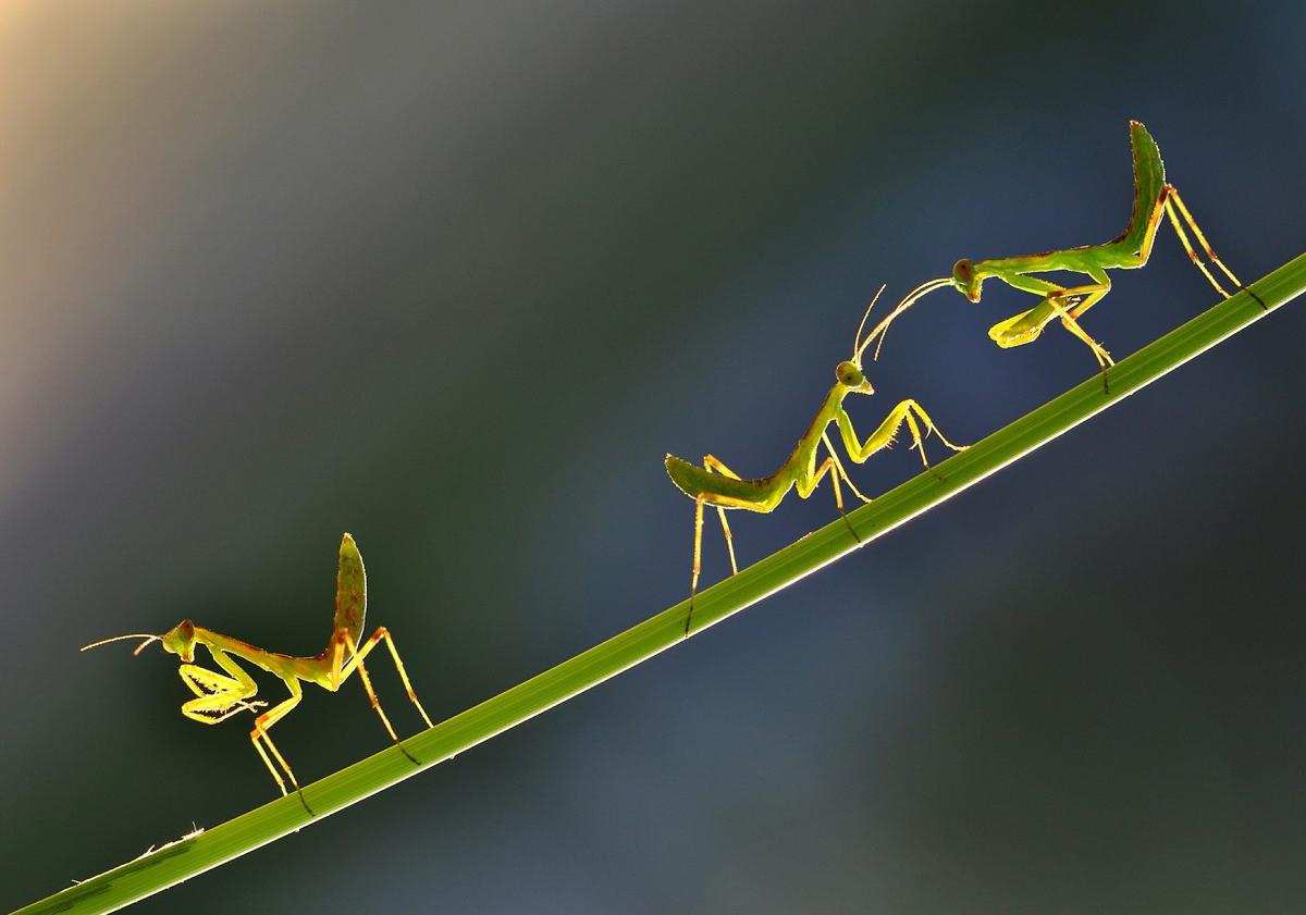 无论是海龟,抑或"草丛之王"螳螂,其成长历程都充满着艰险,可谓九死