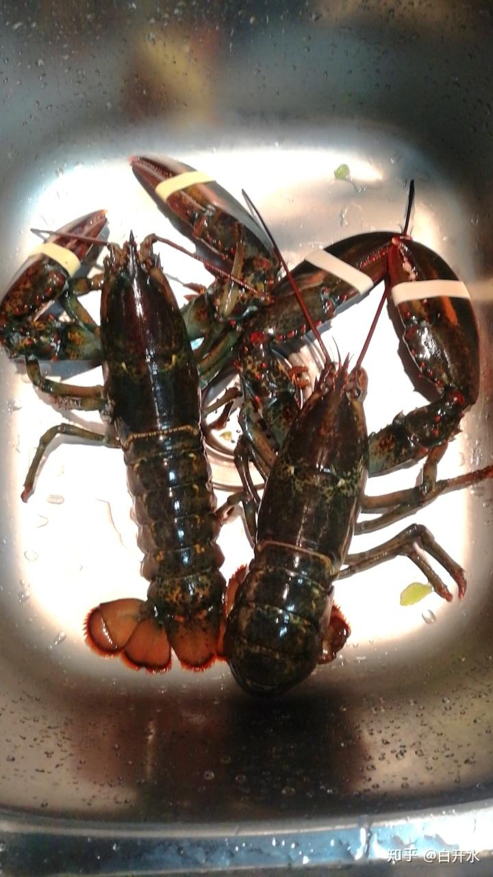 这是什么虾 - 知乎