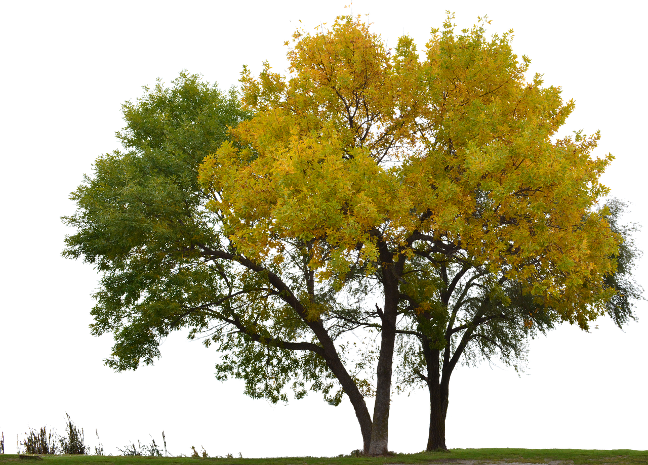 榕树落叶子是怎么回事