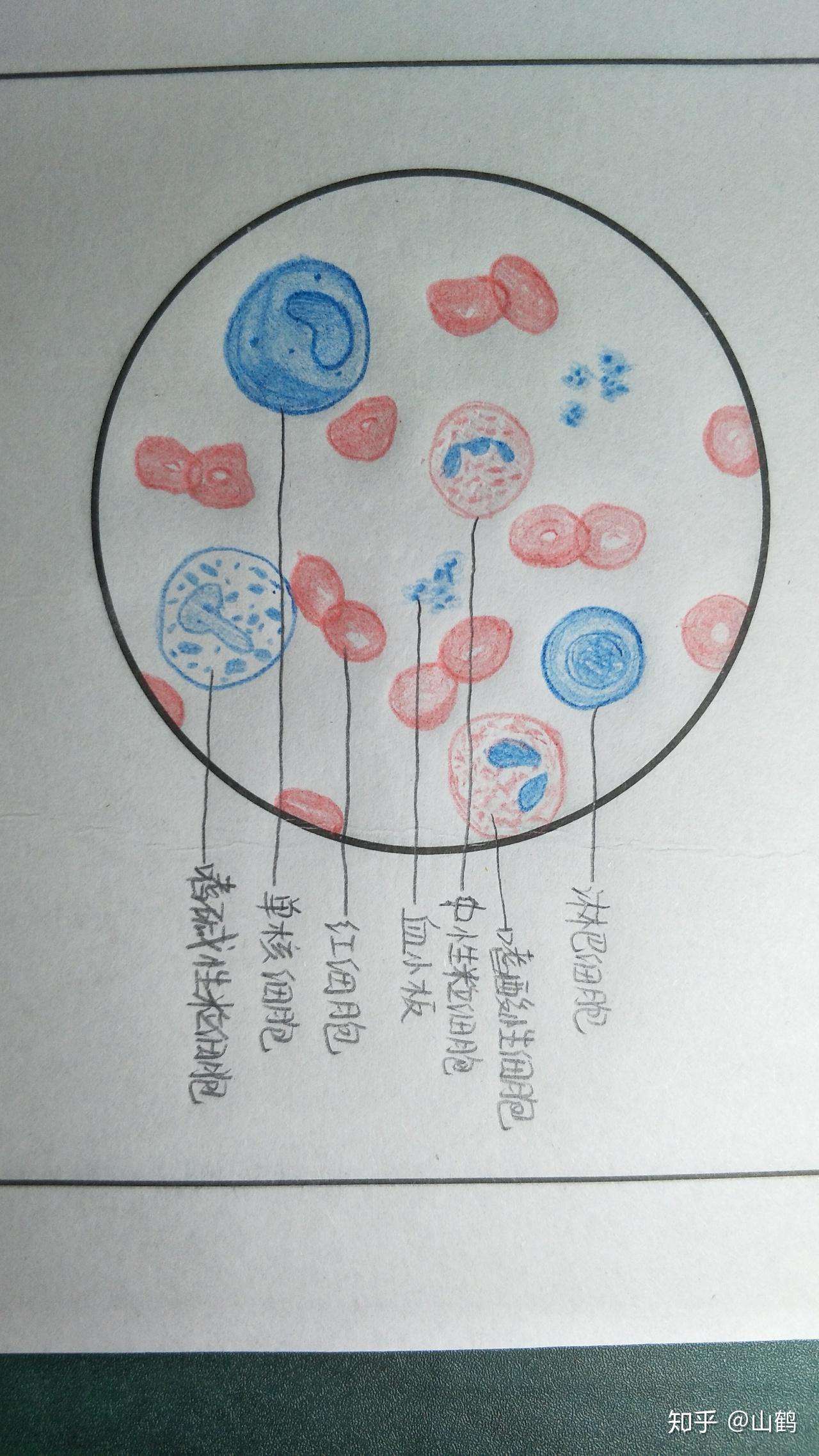 杆菌红蓝铅笔手绘图图片