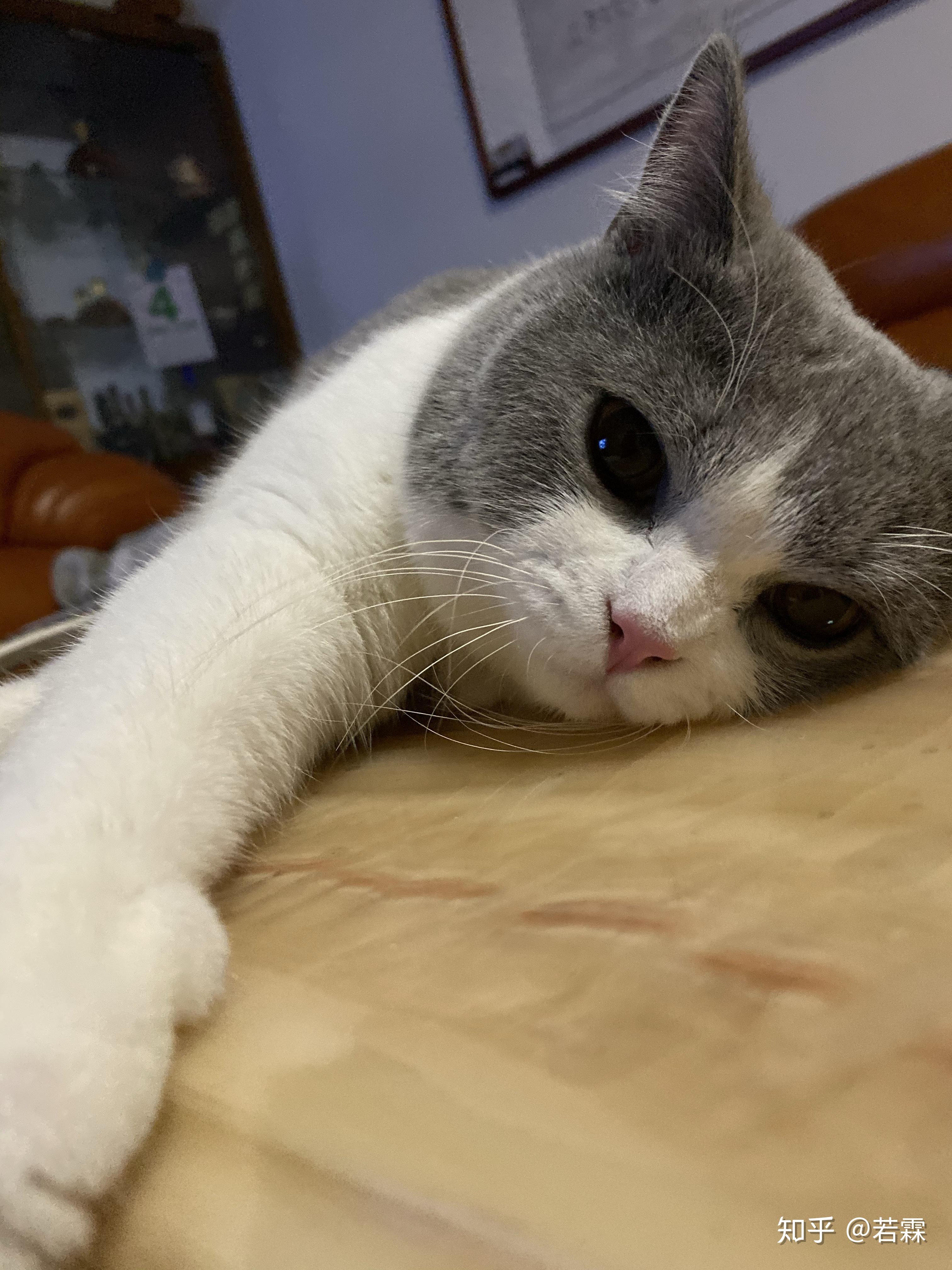 英短是不是猫中铁憨憨