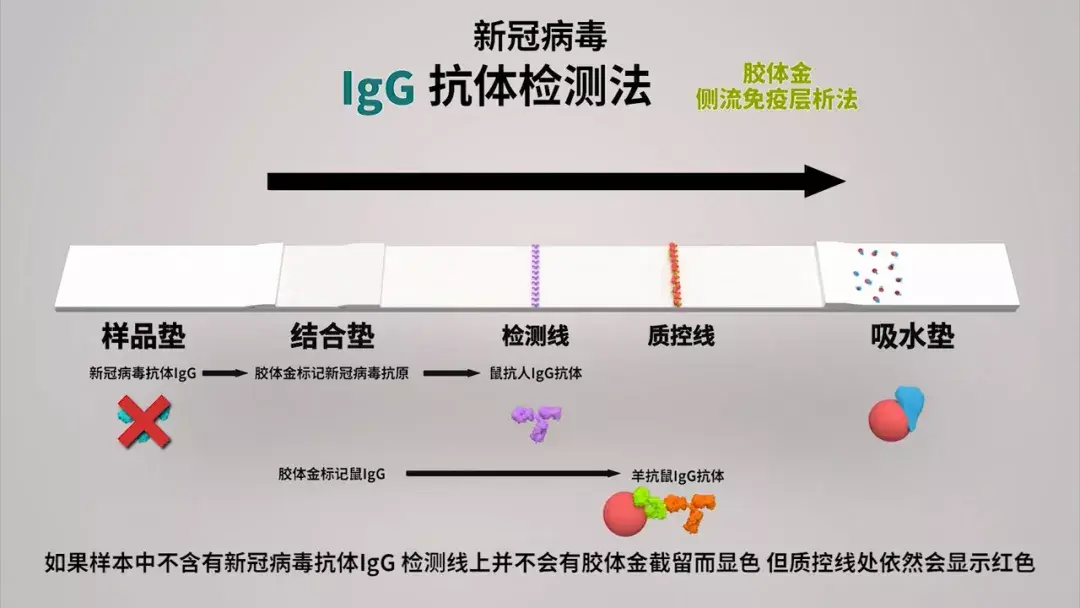 新冠病毒单克隆抗体图片