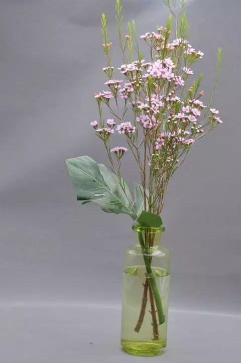 澳洲腊梅形态精致奇特,姿态舒展优美,无论单独瓶插还是作为插花的陪衬