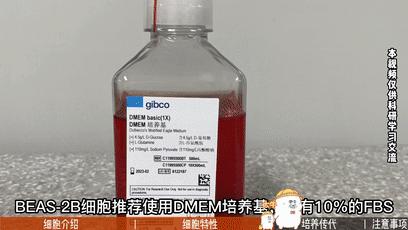 BEAS-2B细胞培养,人支气管上皮细胞培养攻略 - 知乎