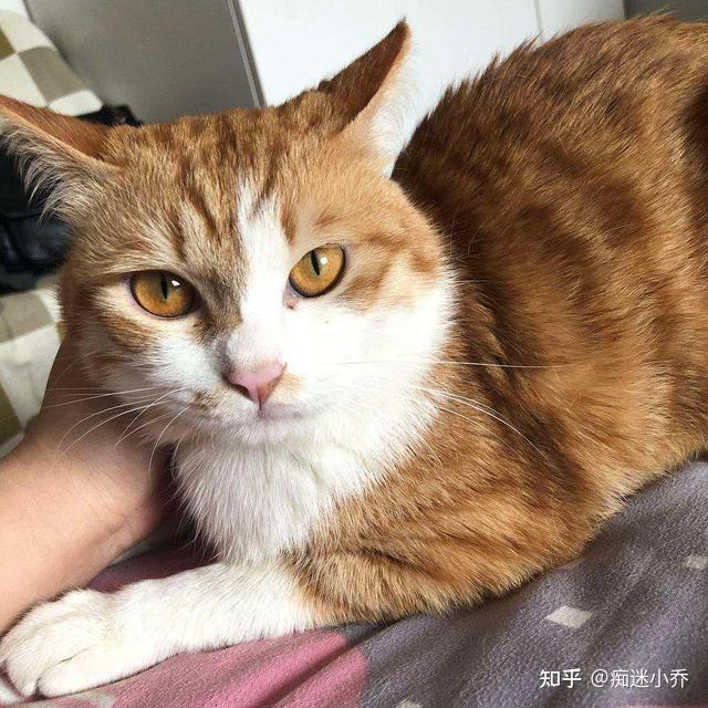 母猫没有生理期?——关于猫咪的7个性知识秘密 - 知乎