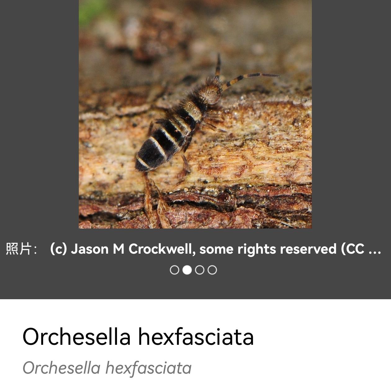 家里出现的一圈一圈的黑白条纹的虫子?